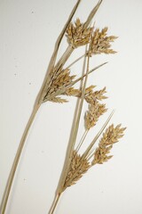 Cyperus schweinitzii