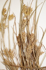 Cyperus schweinitzii