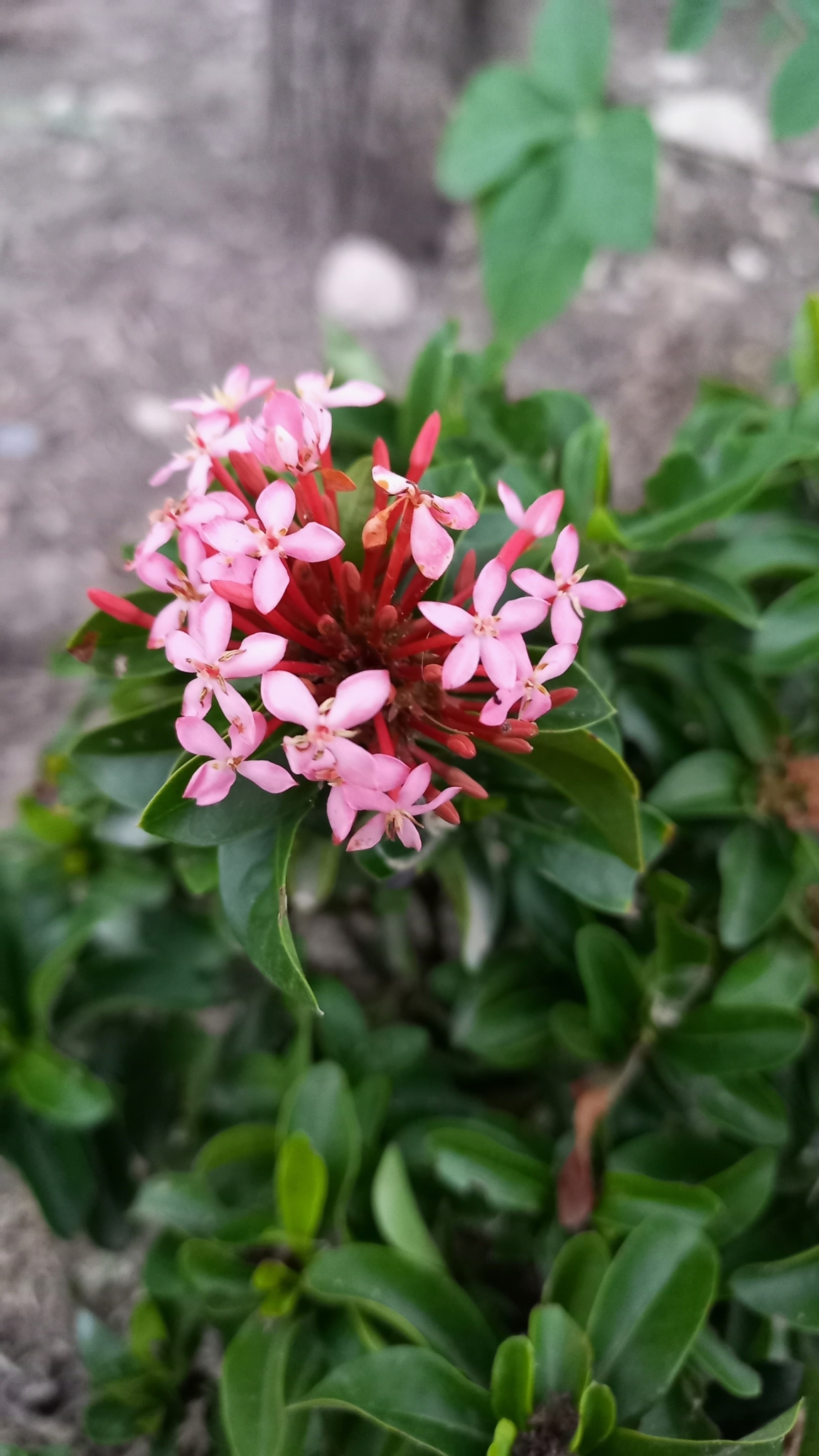 Ixora macrothyrsa