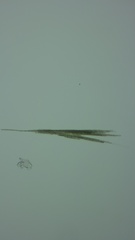 Aphanizomenon flosaquae