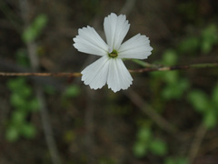 Dianthus rigidus