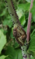 Lasioptera rubi