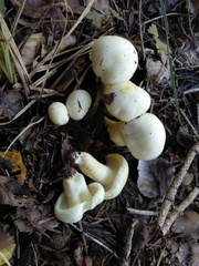 Hygrophorus chrysodon