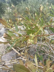 Rabdophaga strobiloides