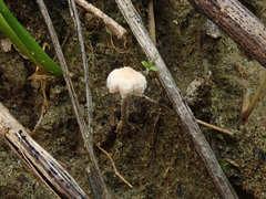 Marasmiellus tricolor