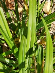 Ophiomyia kwansonis