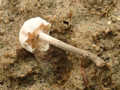 Marasmiellus tricolor