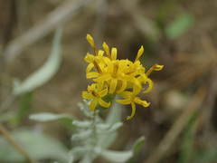 Galatella villosa