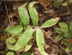 Maianthemum racemosum