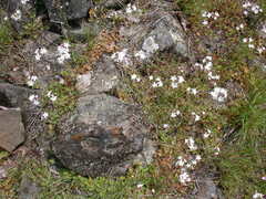 Lithophragma parviflorum