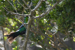 Nectarinia famosa famosa