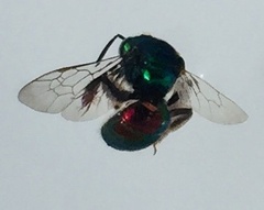 Halictidae
