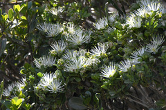 Nectarinia famosa famosa