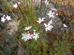 Lithophragma parviflorum
