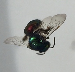 Halictidae