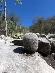 Mammillaria haageana