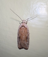 Agonopterix nervosa