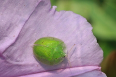 Aspidimorpha confinis