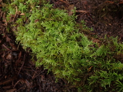 Kindbergia praelonga