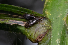 Curculionoidea