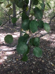 Pyrus communis pyraster