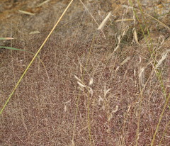 Muhlenbergia fragilis