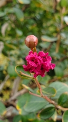 Rhododendron ferrugineum
