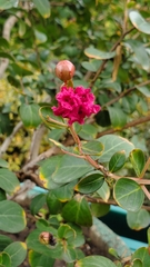 Rhododendron ferrugineum