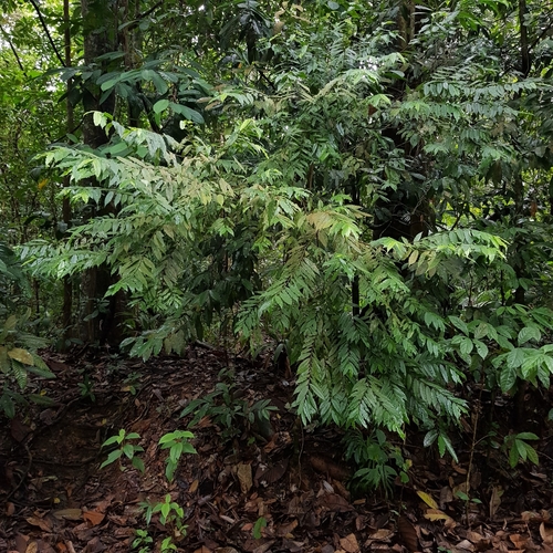 Eurya acuminata, photograph 1