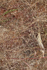Muhlenbergia fragilis