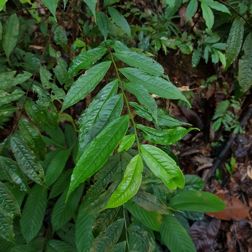 Eurya acuminata, photograph 2