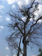 Buteogallus coronatus