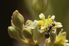 Camponotus cinctellus