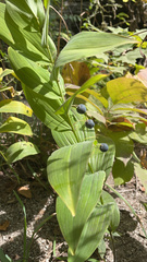 Polygonatum
