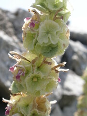 Pseudodictamnus acetabulosus