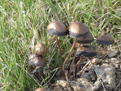 Panaeolus