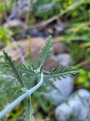 Salvia yangii