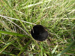 Panaeolus