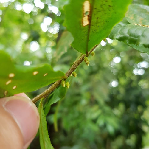 Eurya acuminata, photograph 3