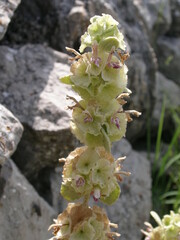 Pseudodictamnus acetabulosus