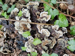 Auricularia mesenterica