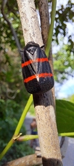 Huaina inca