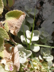 Pseudodictamnus acetabulosus