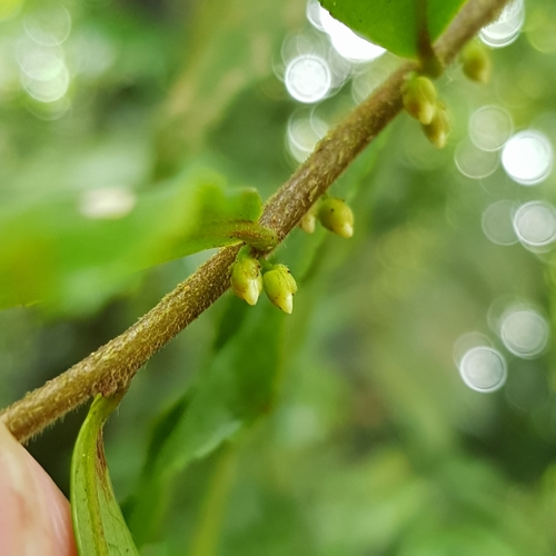 Eurya acuminata, photograph 4