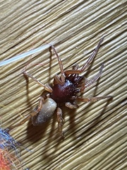 Dysdera