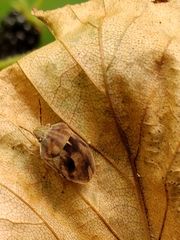 Homaemus aeneifrons