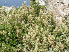 Pseudodictamnus acetabulosus