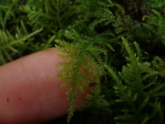 Kindbergia praelonga