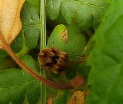 Homaemus aeneifrons