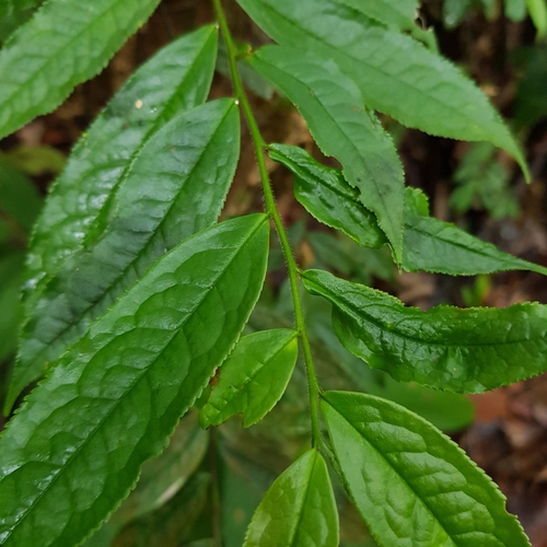 Eurya acuminata, photograph 5